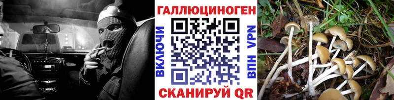 как найти наркотики  Аргун  Галлюциногенные грибы Psilocybine cubensis 